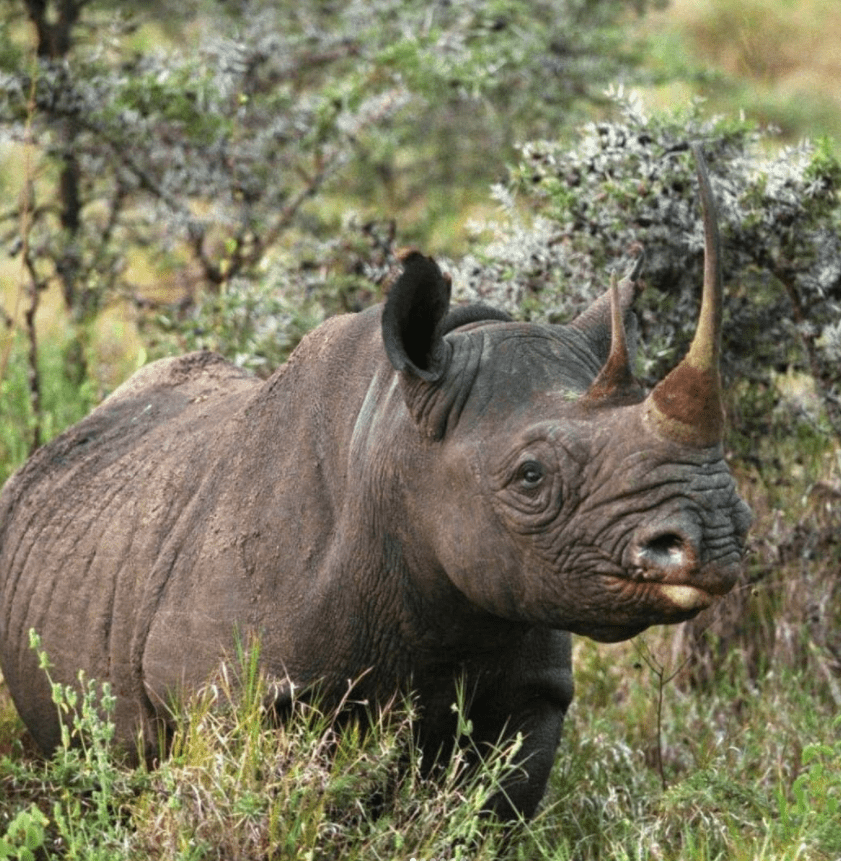 natürlicher Lebensraum Tiere